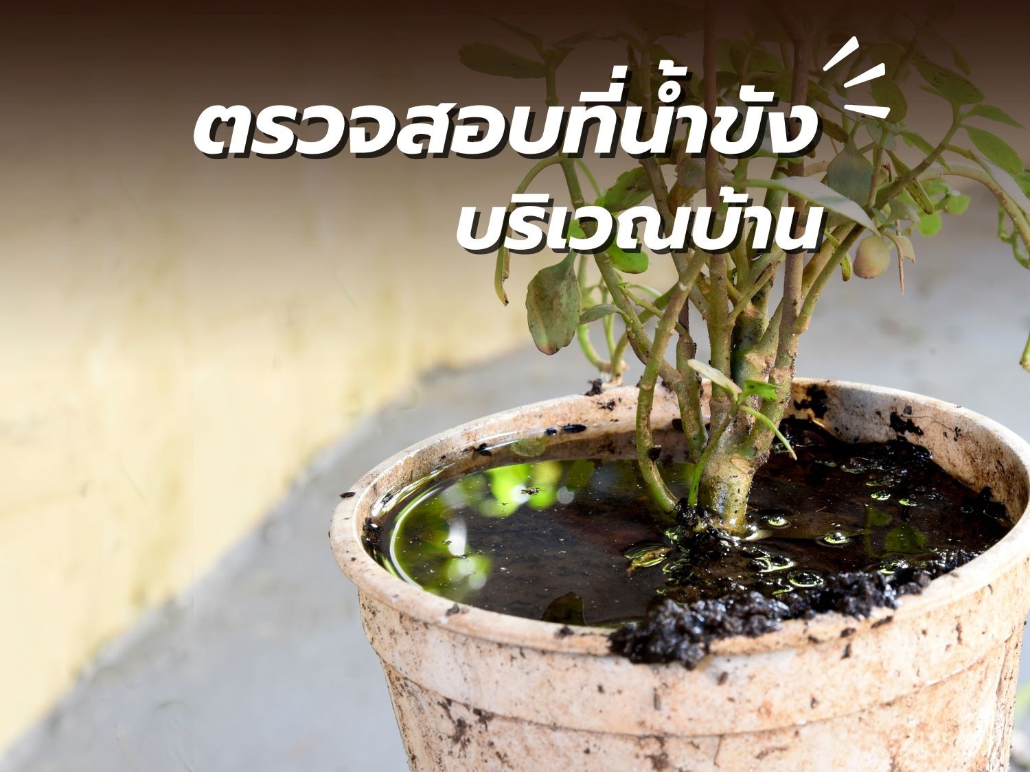 สัตว์ร้าย หน้าฝน8.jpg